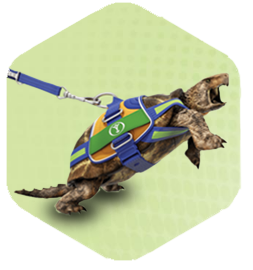 Somatuline Depot HCP & Patient Websites